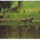 Animal Postcard Canada Bull Moose Monarch Of The Forest Feeding