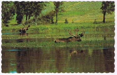 Animal Postcard Canada Bull Moose Monarch Of The Forest Feeding