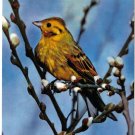 Animal Postcard Yellow Bird Warbler