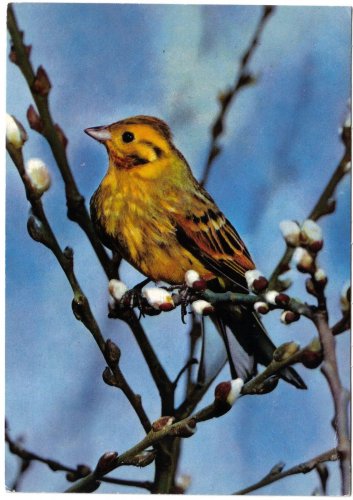 Animal Postcard Yellow Bird Warbler