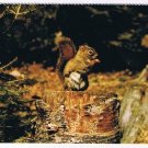 Animal Postcard Canada Bushy Tailed Squirrel