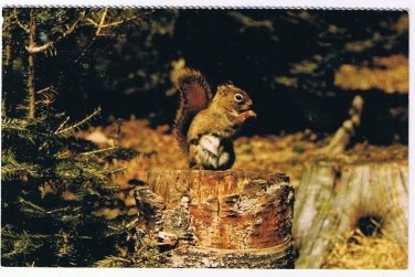Animal Postcard Canada Bushy Tailed Squirrel
