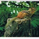 Animal Postcard Canada Chipmunk Listens To Forest Sounds