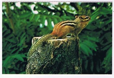 Animal Postcard Canada Chipmunk Listens To Forest Sounds