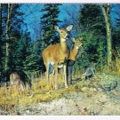 Animal Postcard Canada Deer Woodland Animals
