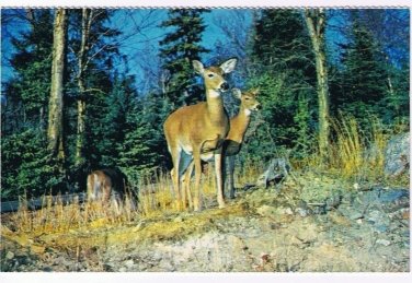 Animal Postcard Canada Deer Woodland Animals