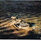 Animal Postcard Canada Cow Moose Swims For Shore