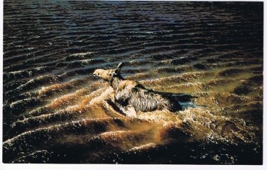 Animal Postcard Canada Cow Moose Swims For Shore