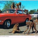 Monkey Jungle Postcard African Lion Safari Rockton ON
