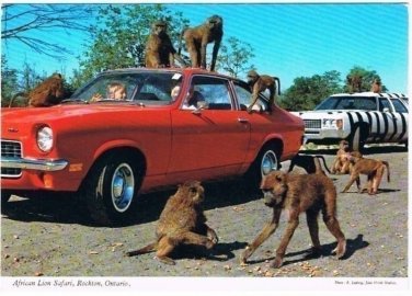 Monkey Jungle Postcard African Lion Safari Rockton ON