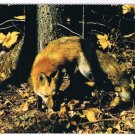 Animal Postcard Canada Red Fox Shy Woodland Creature