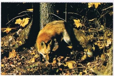 Animal Postcard Canada Red Fox Shy Woodland Creature