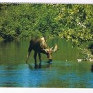 Animal Postcard Canada Majestic Moose Drinking In Quiet Bay