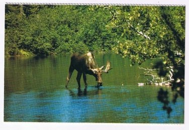 Animal Postcard Canada Majestic Moose Drinking In Quiet Bay