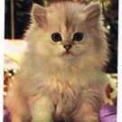 Animal Postcard Fluffy White Cat Kitten Lil Button Eyes