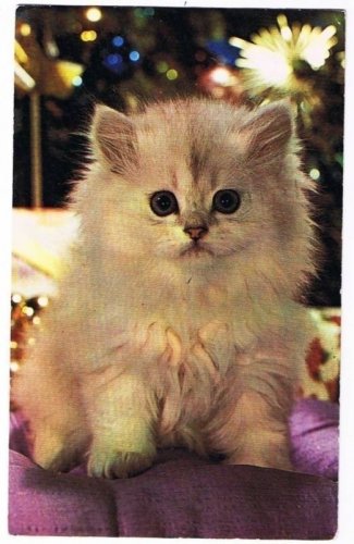Animal Postcard Fluffy White Cat Kitten Lil Button Eyes