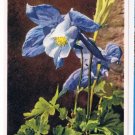 Flowers Postcard Alpine Columbine Switzerland