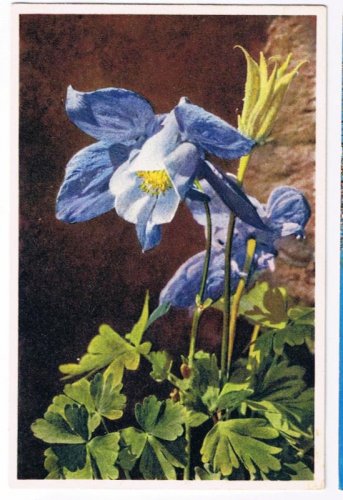 Flowers Postcard Alpine Columbine Switzerland