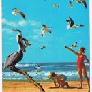 Florida Postcard Feeding The Seagulls Along Florida's Coast