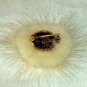 Brooch Pin Antique Gold Blossom Design With Furry Ring Exquisite 1796 in Box