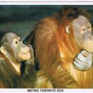 Postcard Sumatran Orangutan Metro Toronto Zoo