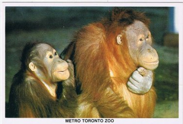 Postcard Sumatran Orangutan Metro Toronto Zoo