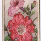 Wills Cigarette Card Garden Flowers #35 Petunias
