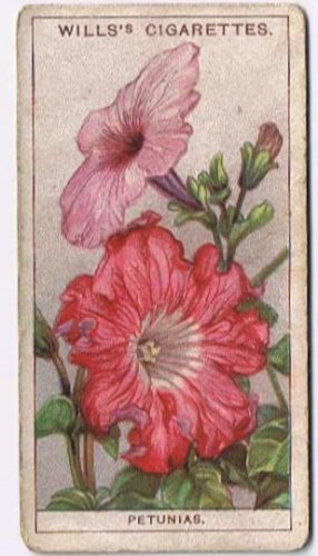 Wills Cigarette Card Garden Flowers #35 Petunias