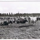 Holland Netherlands Postcard RPPC Lochem Drink Meer Melk Cows Pasture More Milk