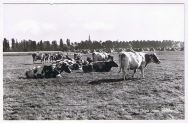 Holland Netherlands Postcard RPPC Lochem Drink Meer Melk Cows Pasture More Milk