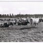 Holland Netherlands Postcard RPPC Lochem Drink Meer Melk Cows Pasture More Milk