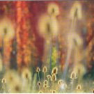 Spain Postcard Layers Of Autumn 2017 Wildlife Photographer Of The Years