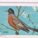 Song Birds Of North America Tea Card #23 Robin 1949