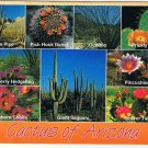 Arizona Postcard Cactus Of Arizona Organ Pipe Fish Hook Prickly Beaver Tail