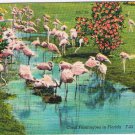 Florida Postcard Coral Flamingoes In Florida