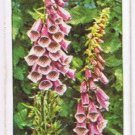 Wills Cigarette Card Wild Flowers #35 Foxglove Figwort