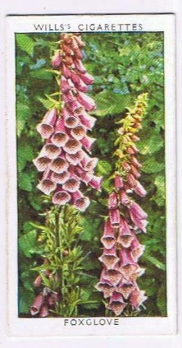 Wills Cigarette Card Wild Flowers #35 Foxglove Figwort