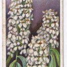 Wills Cigarette Card Garden Flowers #9 Candytuft Dwarf Hybrid