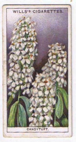 Wills Cigarette Card Garden Flowers #9 Candytuft Dwarf Hybrid