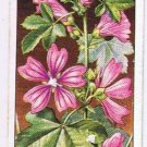 Wills Cigarette Card Wild Flowers #21 Common Mallow
