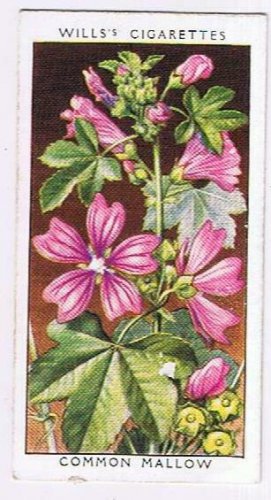 Wills Cigarette Card Wild Flowers #21 Common Mallow
