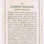 Wills Cigarette Card Wild Flowers #21 Common Mallow