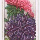 Wills Cigarette Card Garden Flowers #5 Asters