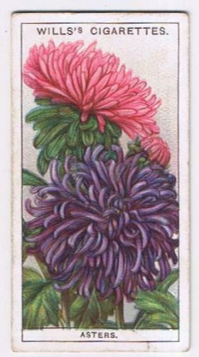Wills Cigarette Card Garden Flowers #5 Asters