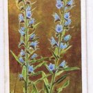 Wills Cigarette Card Garden Flowers #33 Viper's Bugloss Borage Family