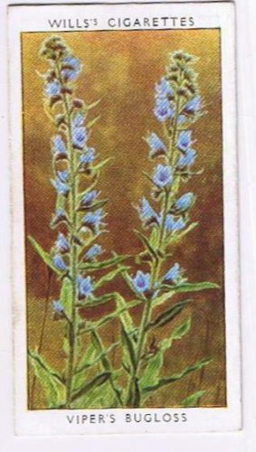 Wills Cigarette Card Garden Flowers #33 Viper's Bugloss Borage Family