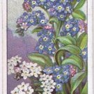 Wills Cigarette Card Garden Flowers #19 Forget Me Nots