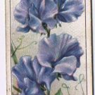 Wills Cigarette Card Garden Flowers #44 Sweet Pea