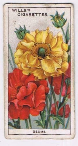 Wills Cigarette Card Garden Flowers #22 Geums
