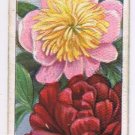 Wills Cigarette Card Garden Flowers #33 Paeonies Peonies